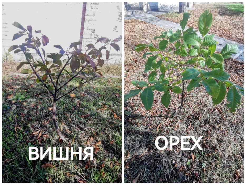 Саженцы Вишня и Орех