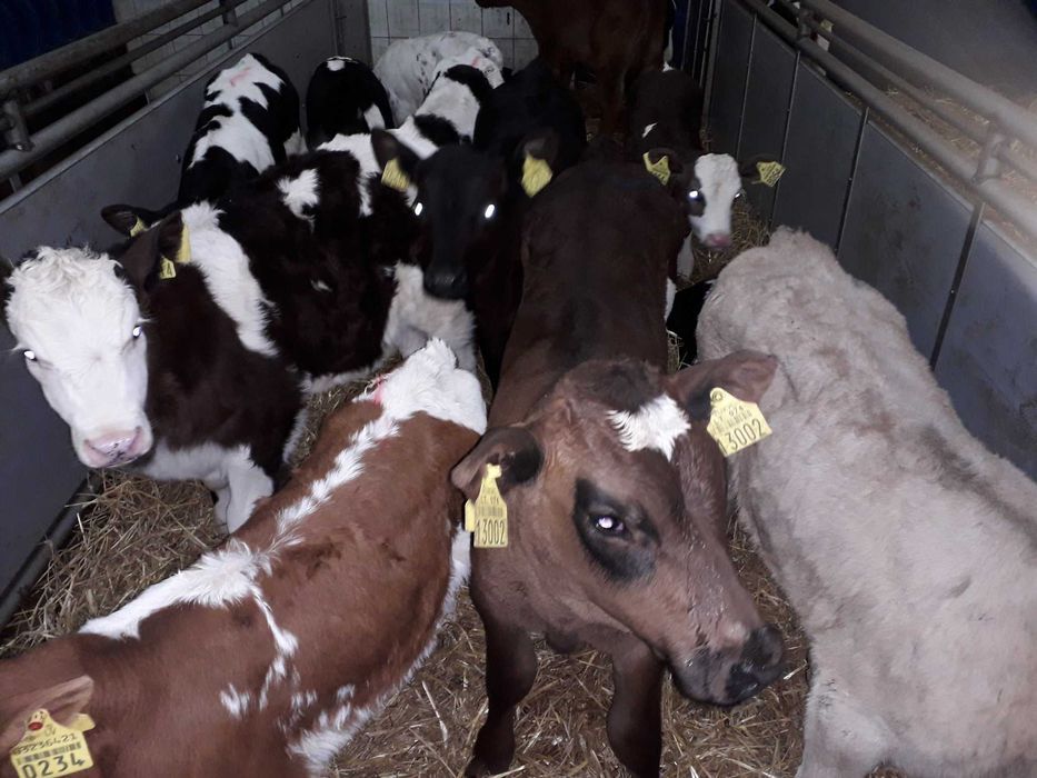 Cielęta, cielaki, byczki oraz jałówki mięsne, MM,MS,HF transport