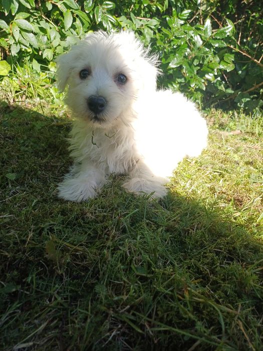 West highland white terrier