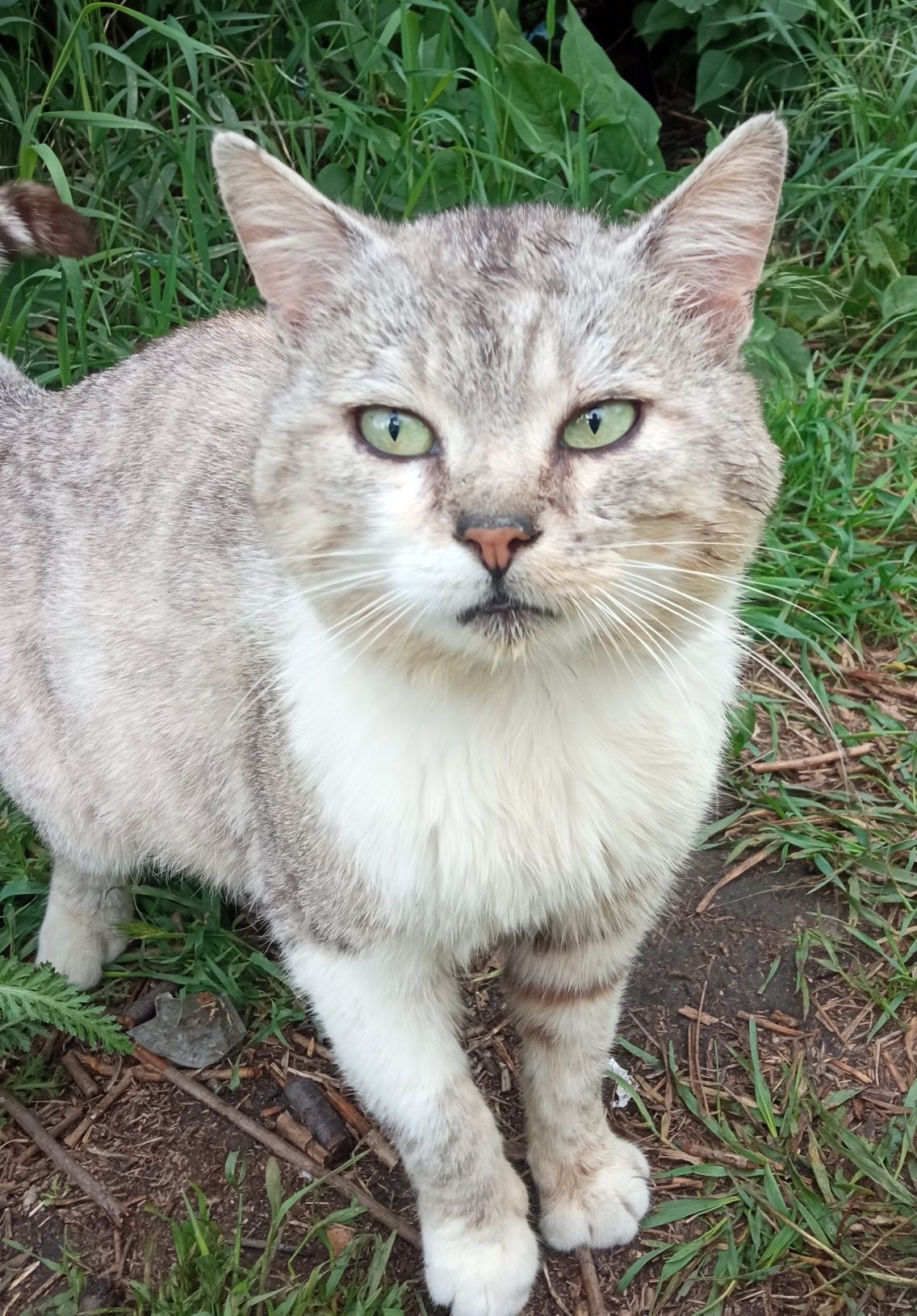 Молодий котик в дбайливу родину