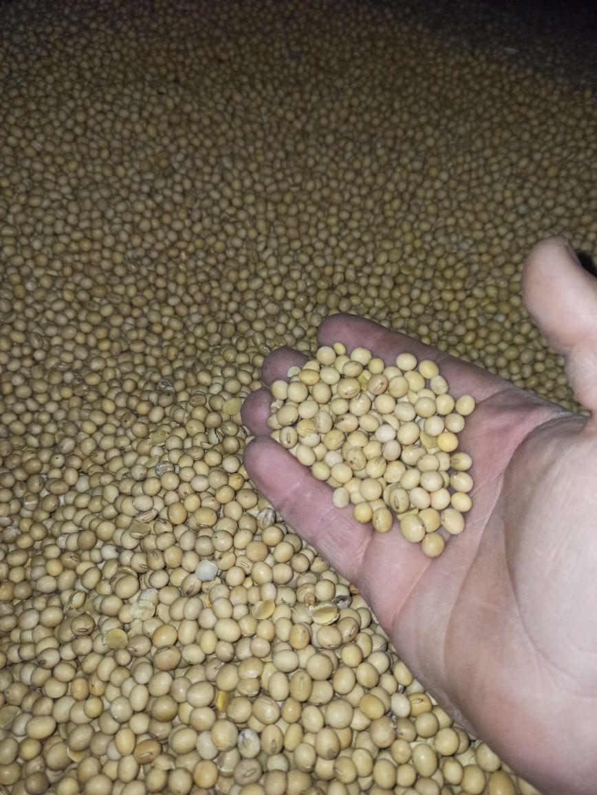 Продається насінева соя Ментор харчова не ГМО