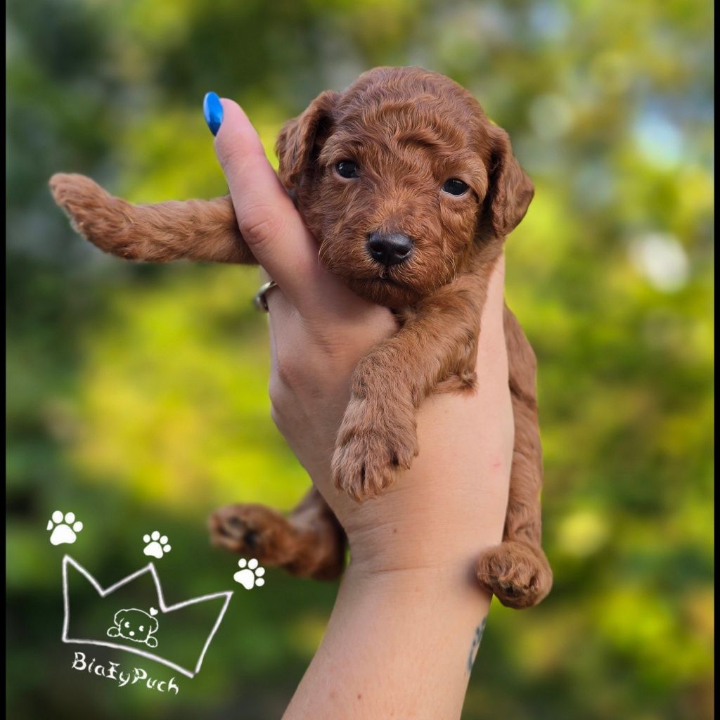 Pudel toy red brown teacup pudelek  badania paszport wyprawka