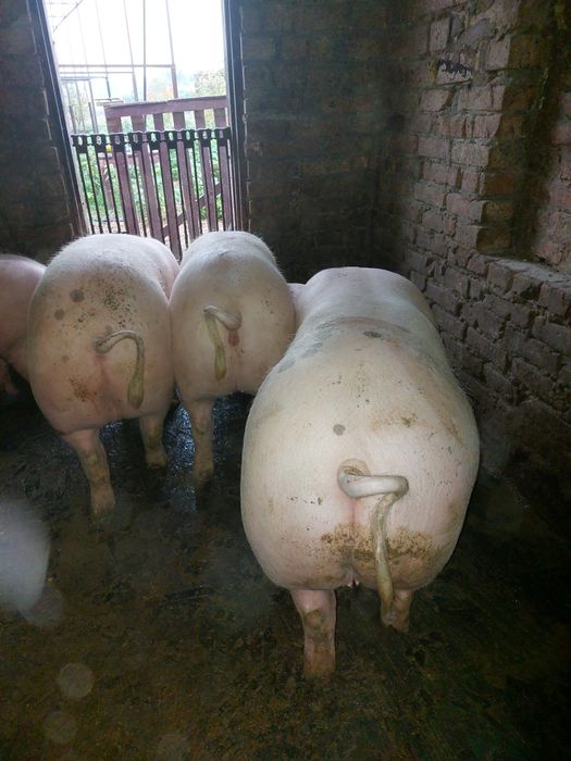 Продам  м'ясних свиней