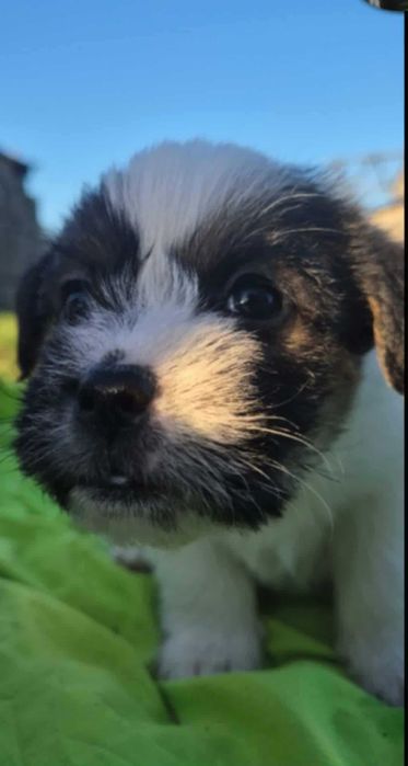 Piesek i suczki. Szczeniaki