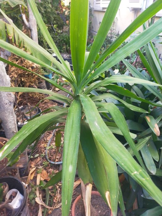 Yucca ou lírio de palmeira