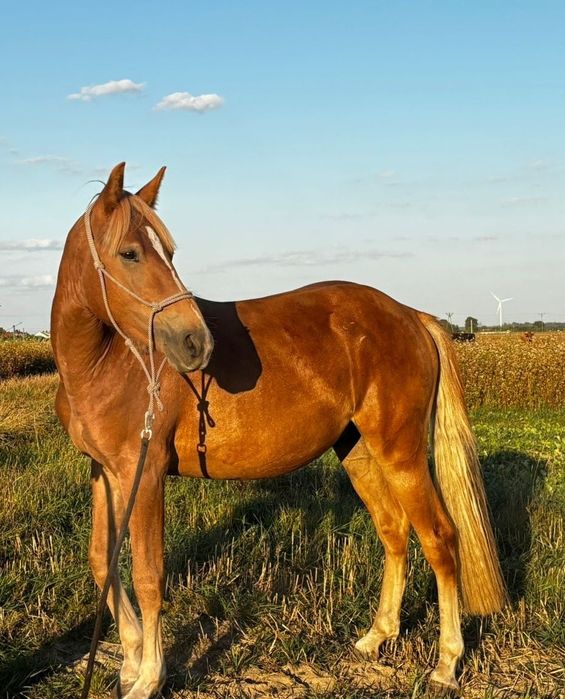 Ogier 1/2 American Quarter Horse (aqh)
