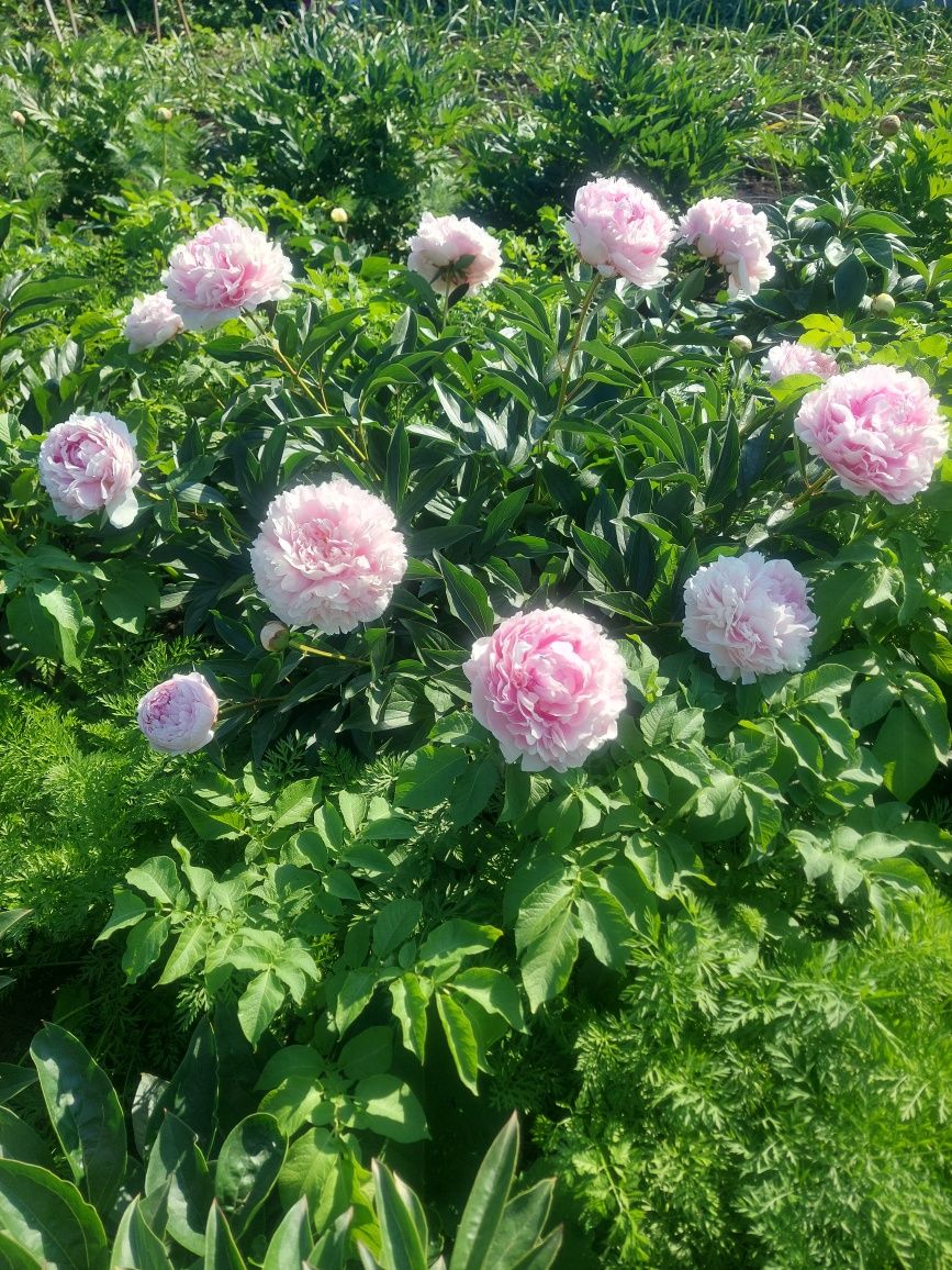 Продам корни сортовых пионов из собственного сада.