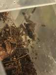 Psalmopoeus victori l2/3