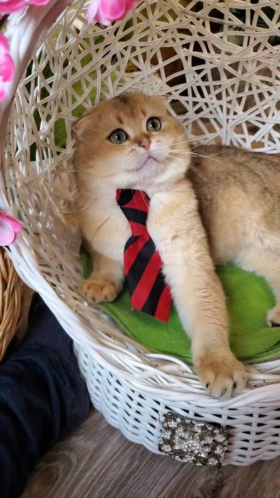 Нежные и ручные котята,  малыши золотая шиншилла.