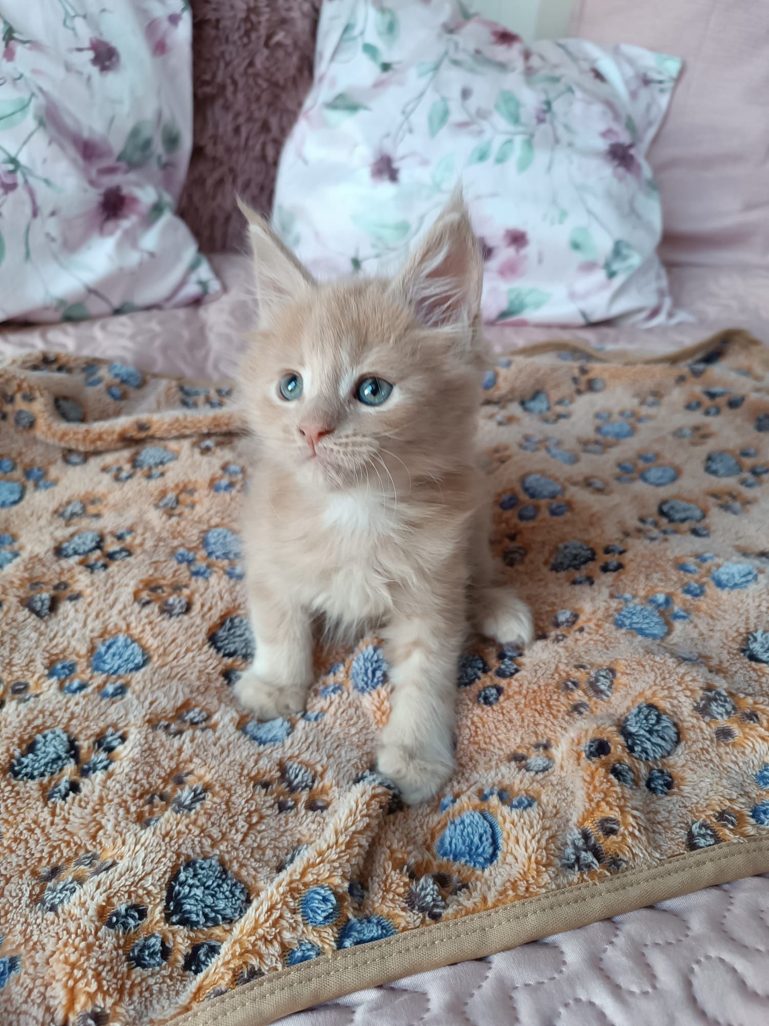 Maine coon FPL.Kotek,,kot rasowy