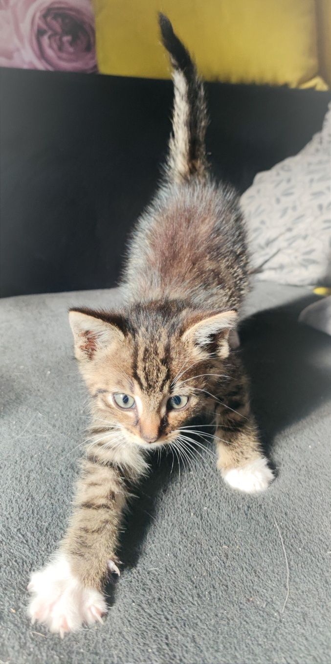 Kotka do adopcji