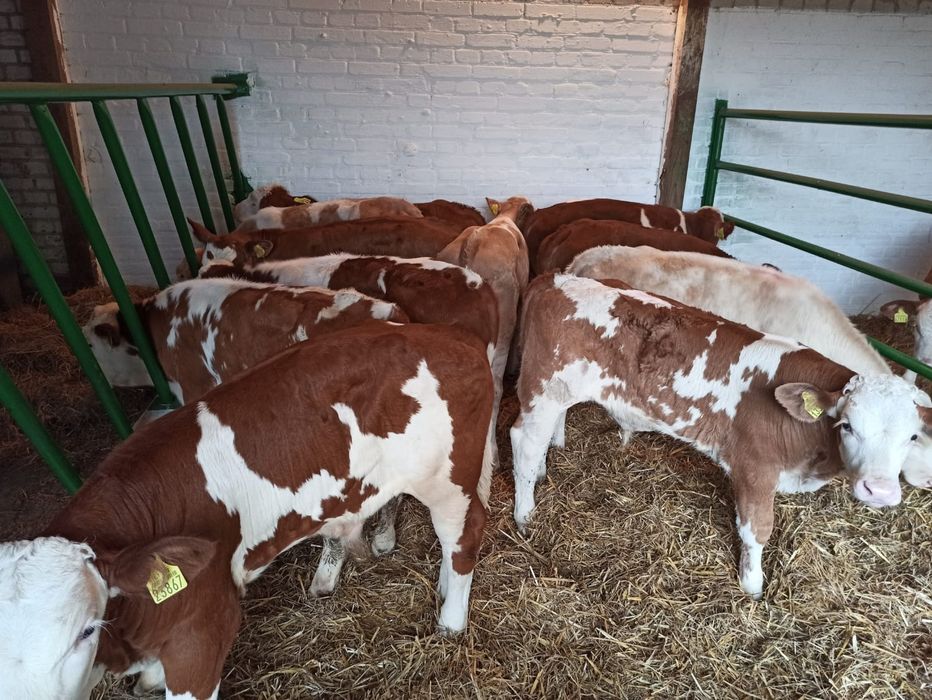 Mięsne cielęta byczek byczki jałóweczki polskie odsadki