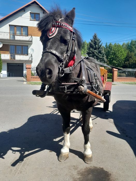 Sprzedam kucyka klacz