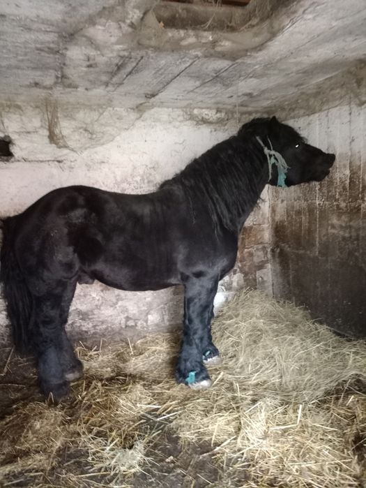 Sprzedam ogiera sokólskiego