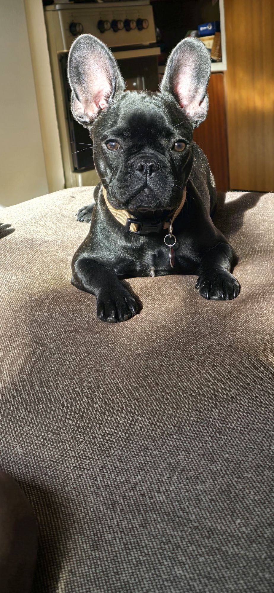 Buldogue francês leia