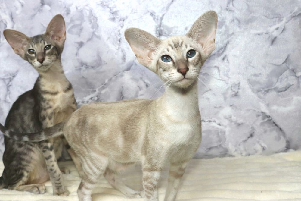 Сіамоорієнтальна дівчинка