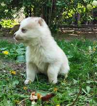 szczeniak Siberian husky
