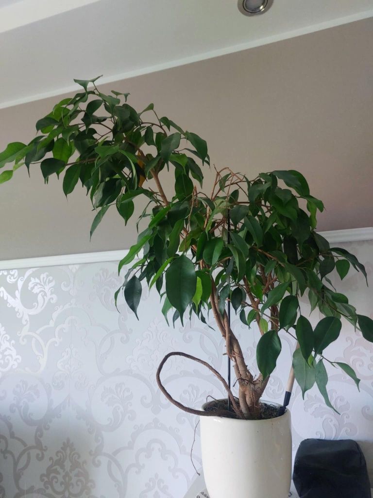 Dracena fikus Benjamina juka kwiaty doniczkowe całość