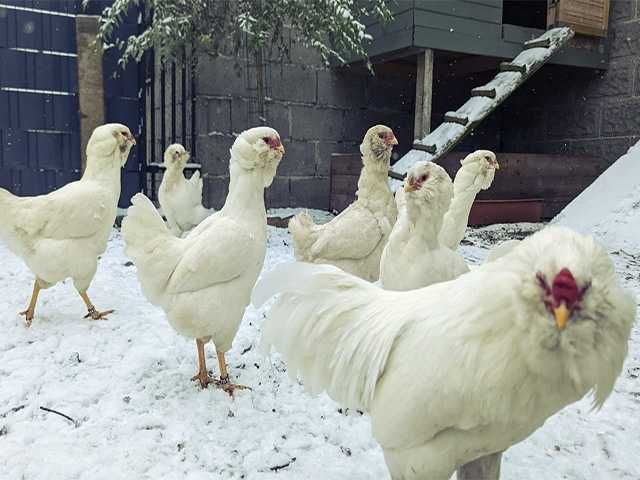 Яйцо на інкубацію курей Орловська чорна, мармурова, біла.