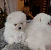 Pomeranian szpic miniaturowy biały piesek