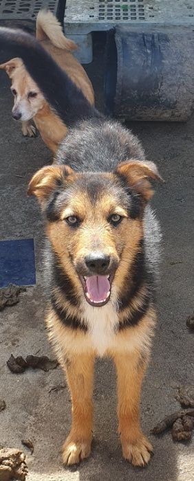 Cão Porte Pequeno (12kg) Para Adoção (Alfredo)