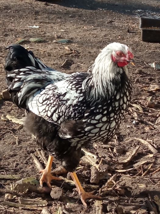 Півник віантод срібло, червоне золото