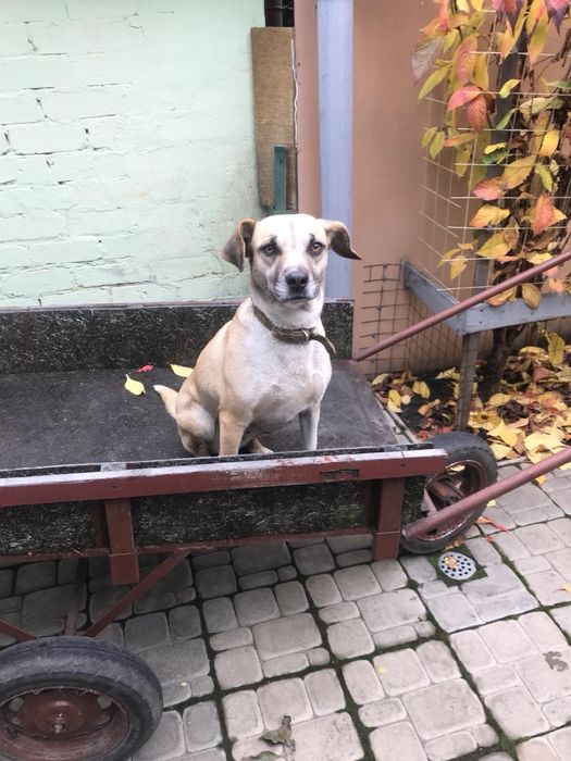 Собачка-красавица ищет новый дом