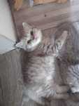 Котенок шотландский прямоухий
