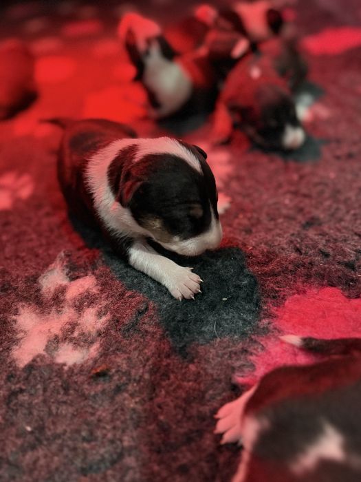 Bulterier miniaturowy ZKWP Tricolor