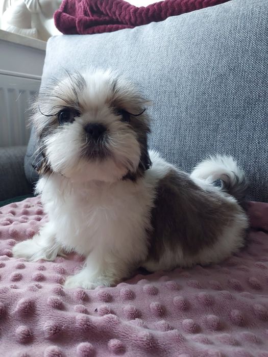 Shih-tzu trikolor aktualne