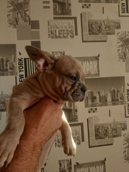 Продам французских бульдогов