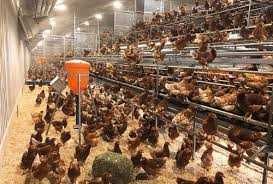 Kury Nioski Rosa Leghorn Messa.Kurki młode z jajkami prosto z FERMY...