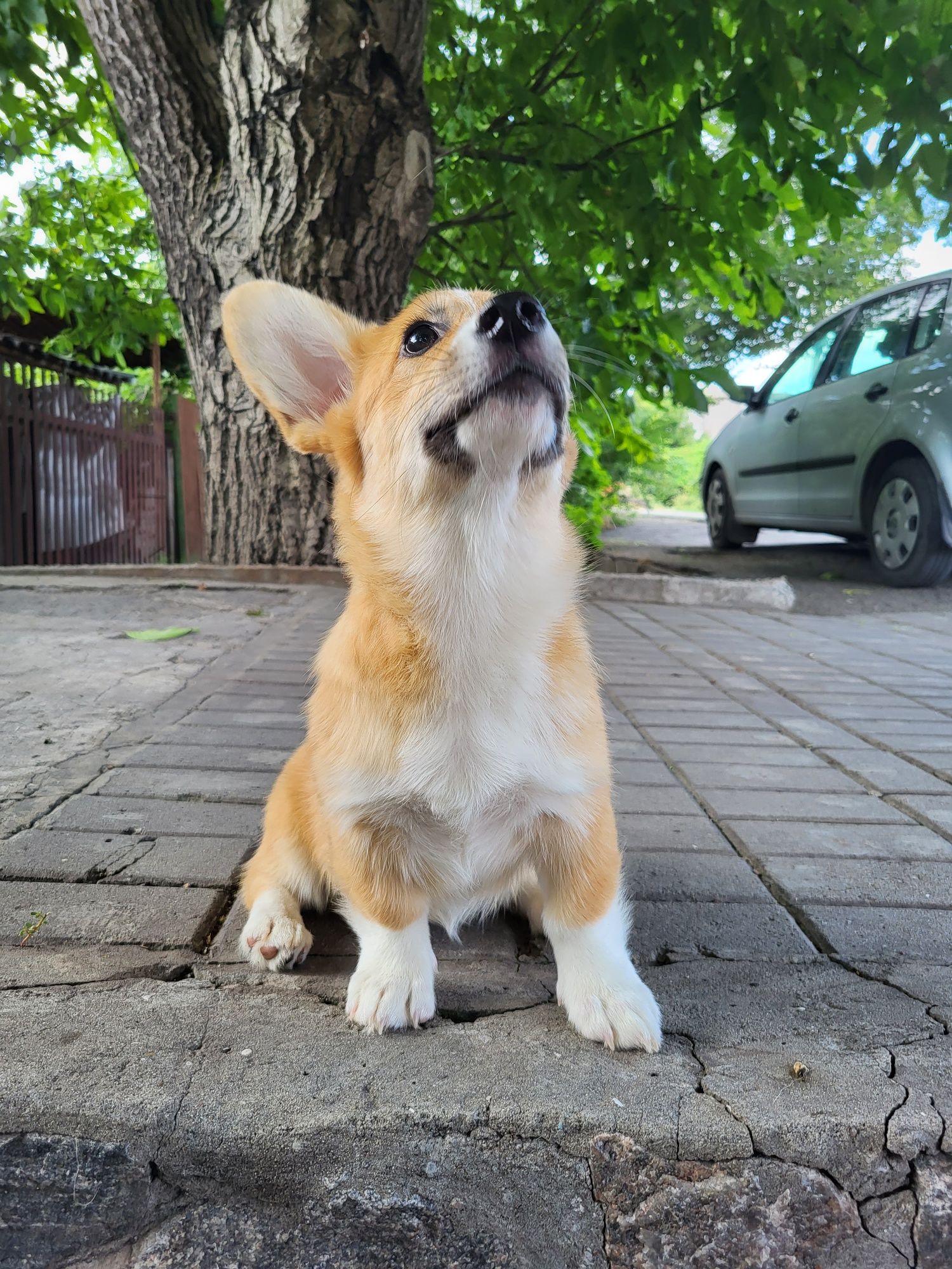 Коргі Пемброк Вельш