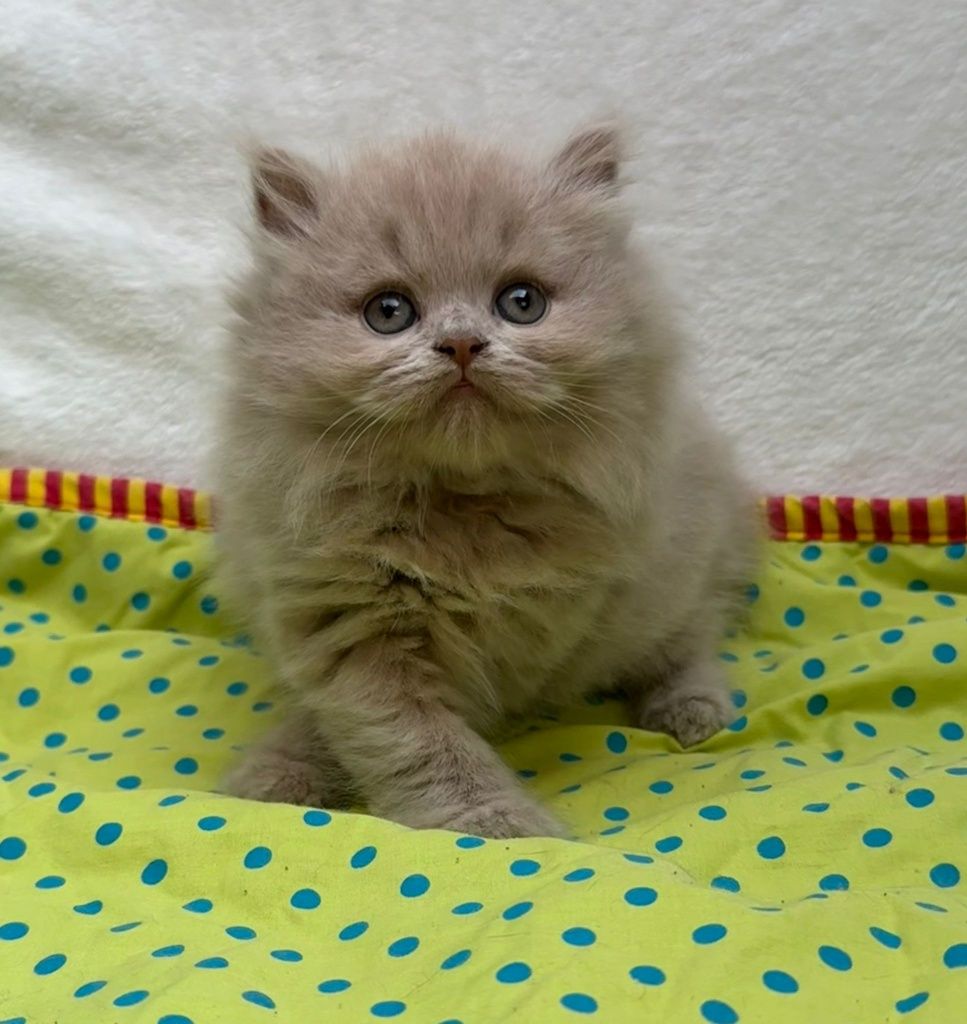Gatinho british longhair