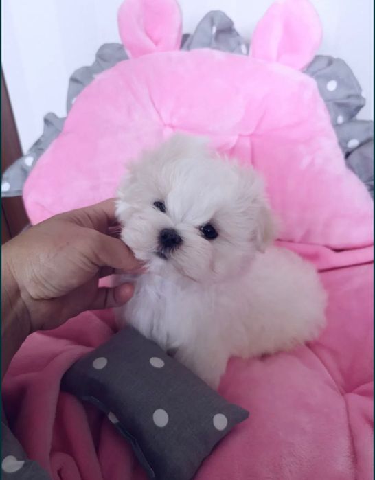 Maltańczyk chłopiec miniaturka waga do 1,8kg