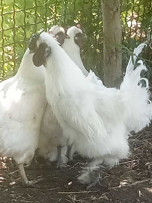 інкубаційне яйце аборигенів