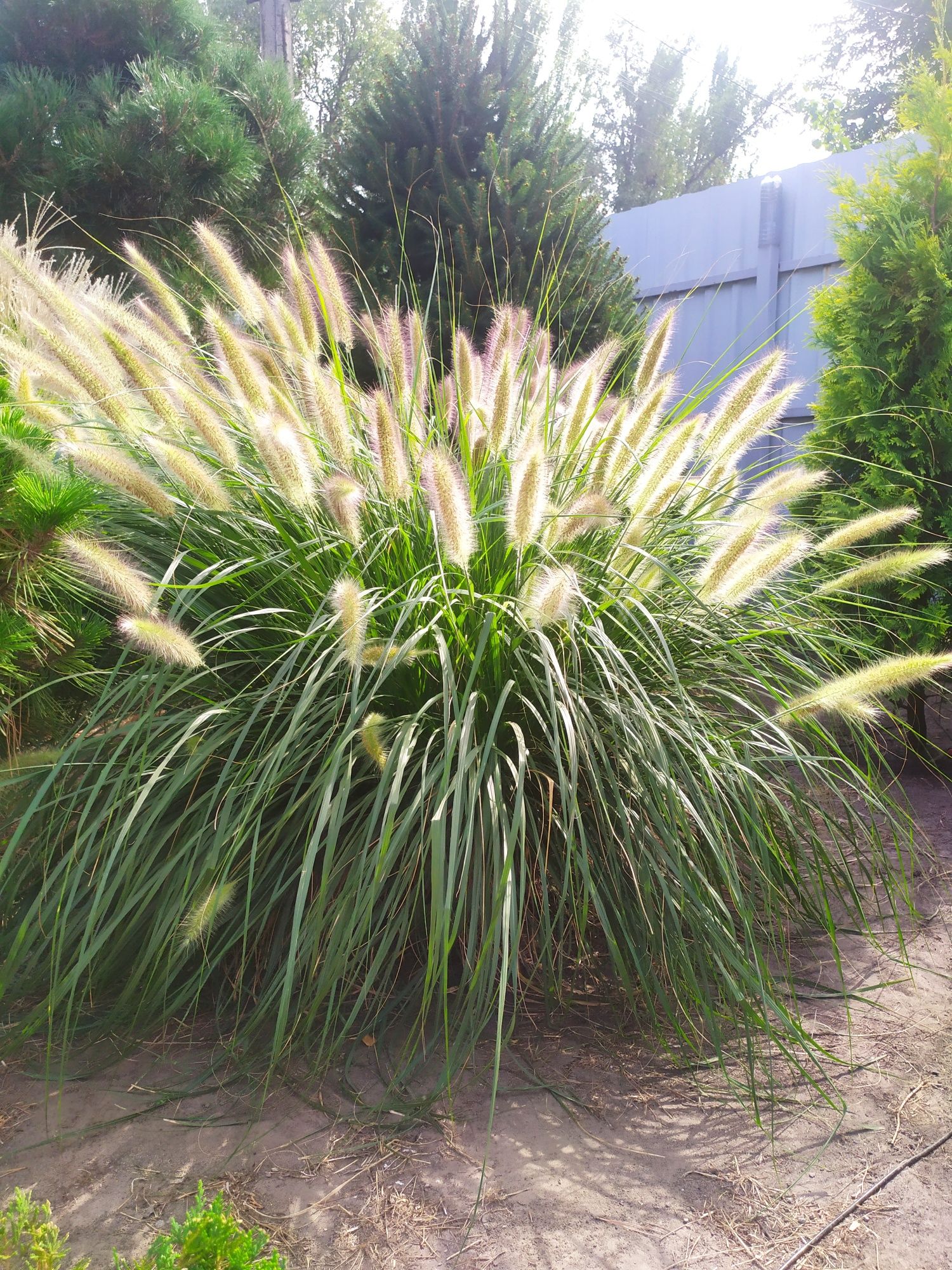 Пеннисетум (pennisetum alopecuroides) Лисий хвост, Пампасная трава