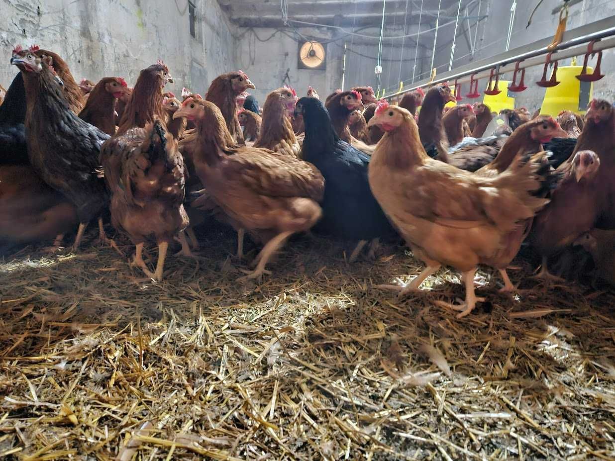 Kurki nioski odchowane Rosa kolor i brązowa dowóz gratis