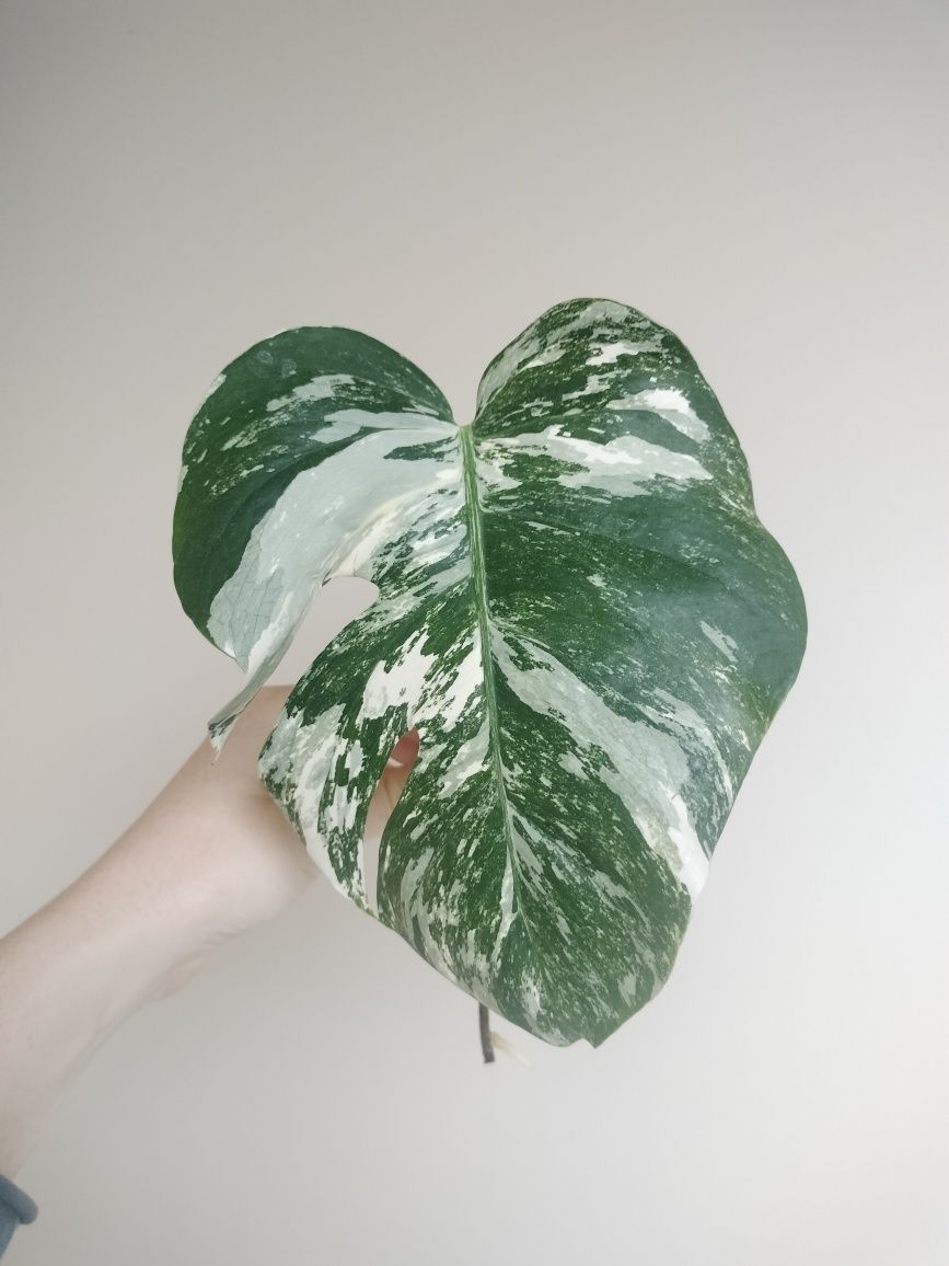 Monstera deliciosa variegata w trakcie ukorzeniania