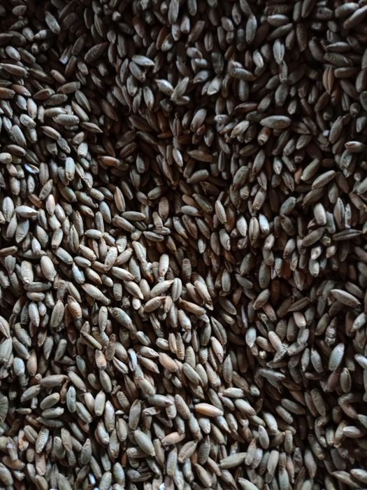 Żyto hybrydowe ozime SU ARVID