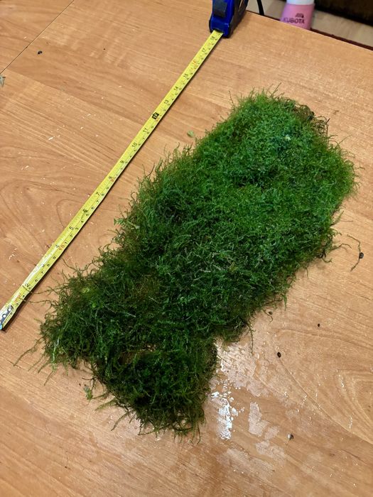 Ogromny Mech akwariowy 40x10cm