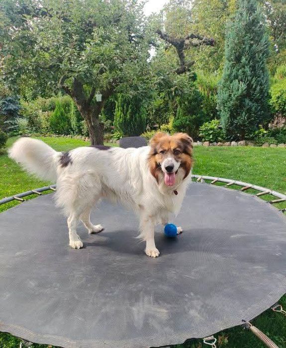 Zwrot po 6 latach od adopcji, szukamy domu!!