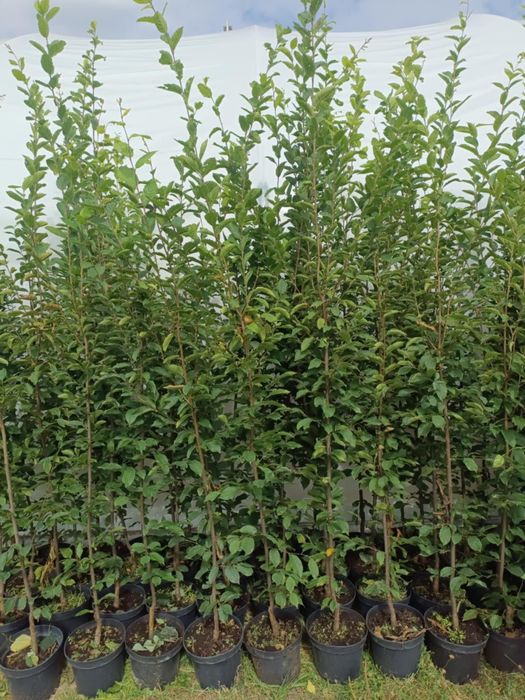 Grab kolumnowy 170-200 cm Fastigiata Lucas waski poznan