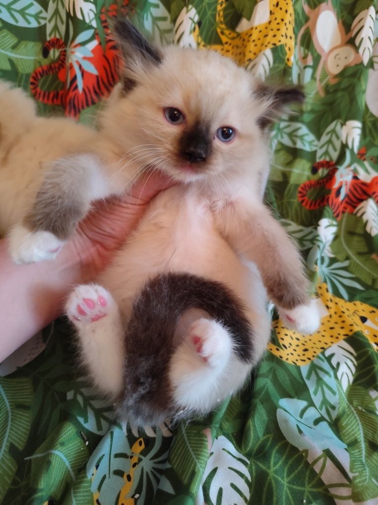 Ragdoll kocur seal point
