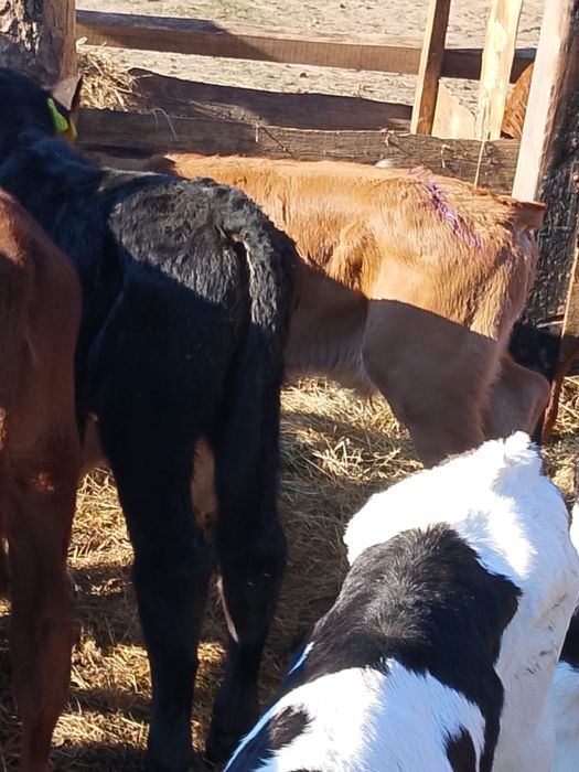 Sprzedam cielaki krotoszyn