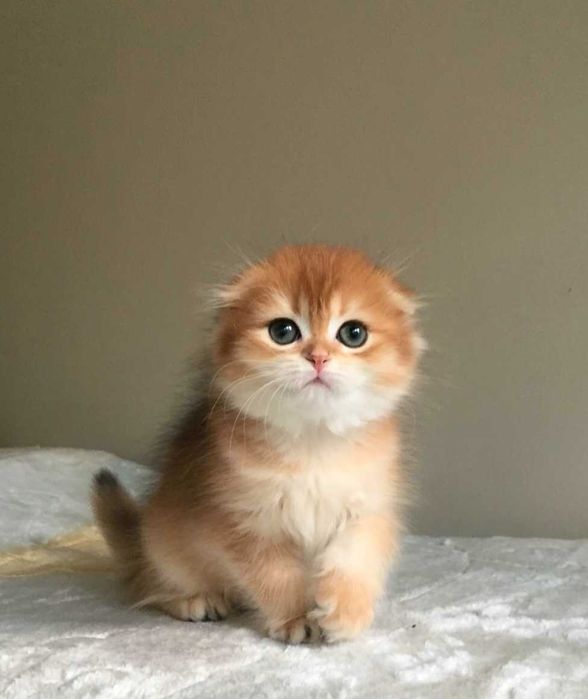 Kotka szkocka zwisłoucha, color złota szynszyla, długowłosa