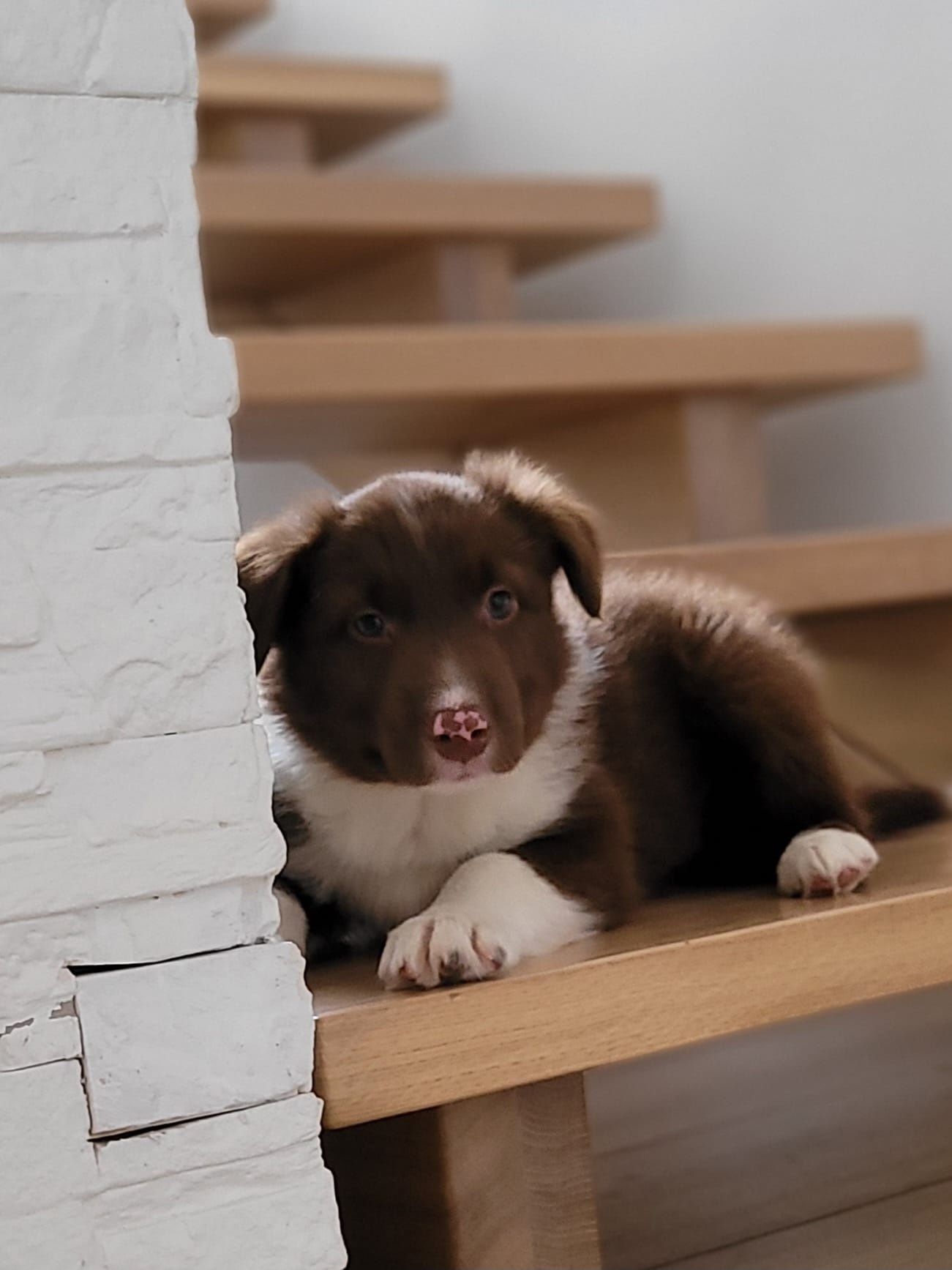 Border Collie piesek