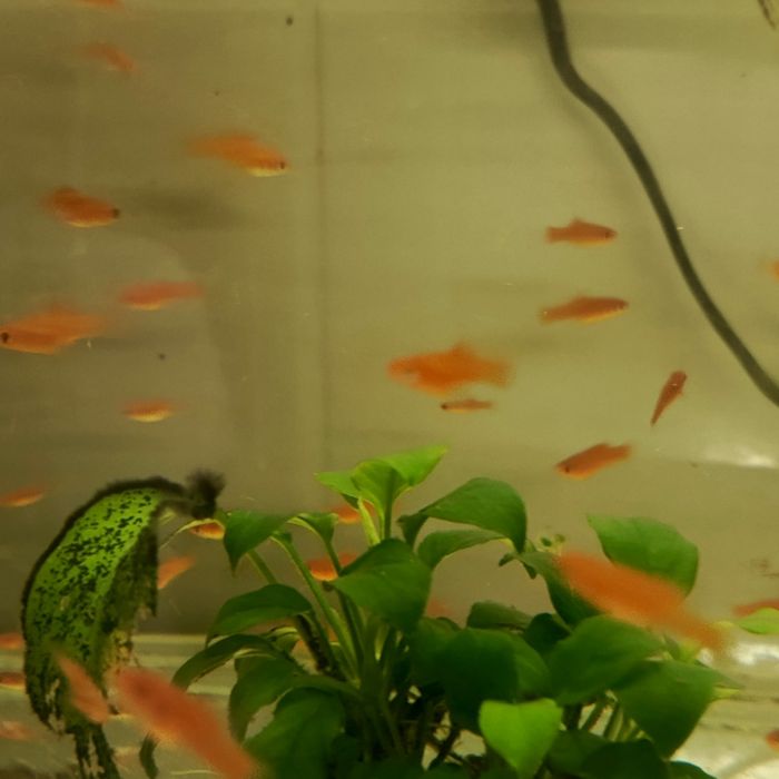 Sprzedam mieczyki młode