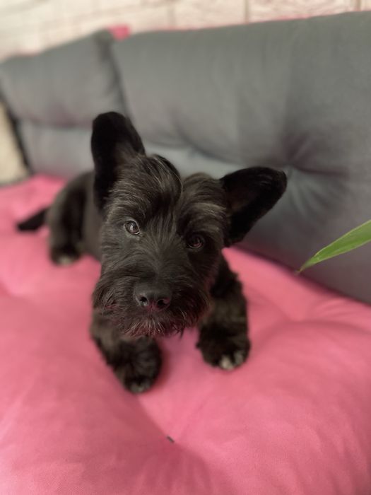 Грумінг/Стрижка/Тримінг на лівобережній