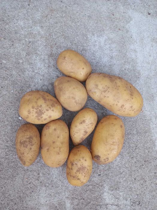 Ziemniaki jadalne QUEEN ANNE